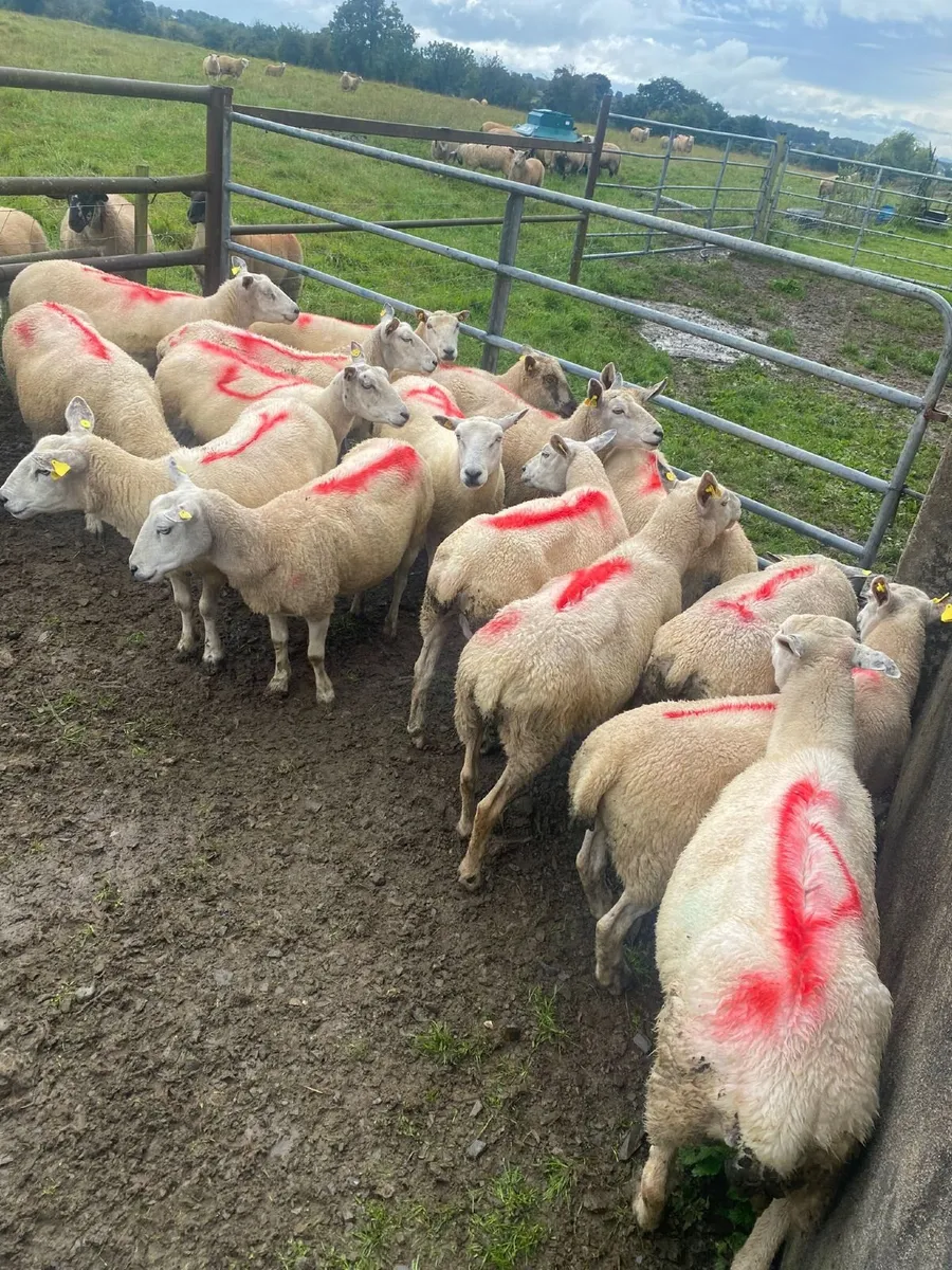 Ewes