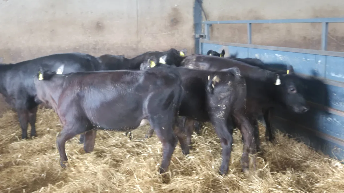 8 Quality Aberdeen Angus heifers for sale - Image 3