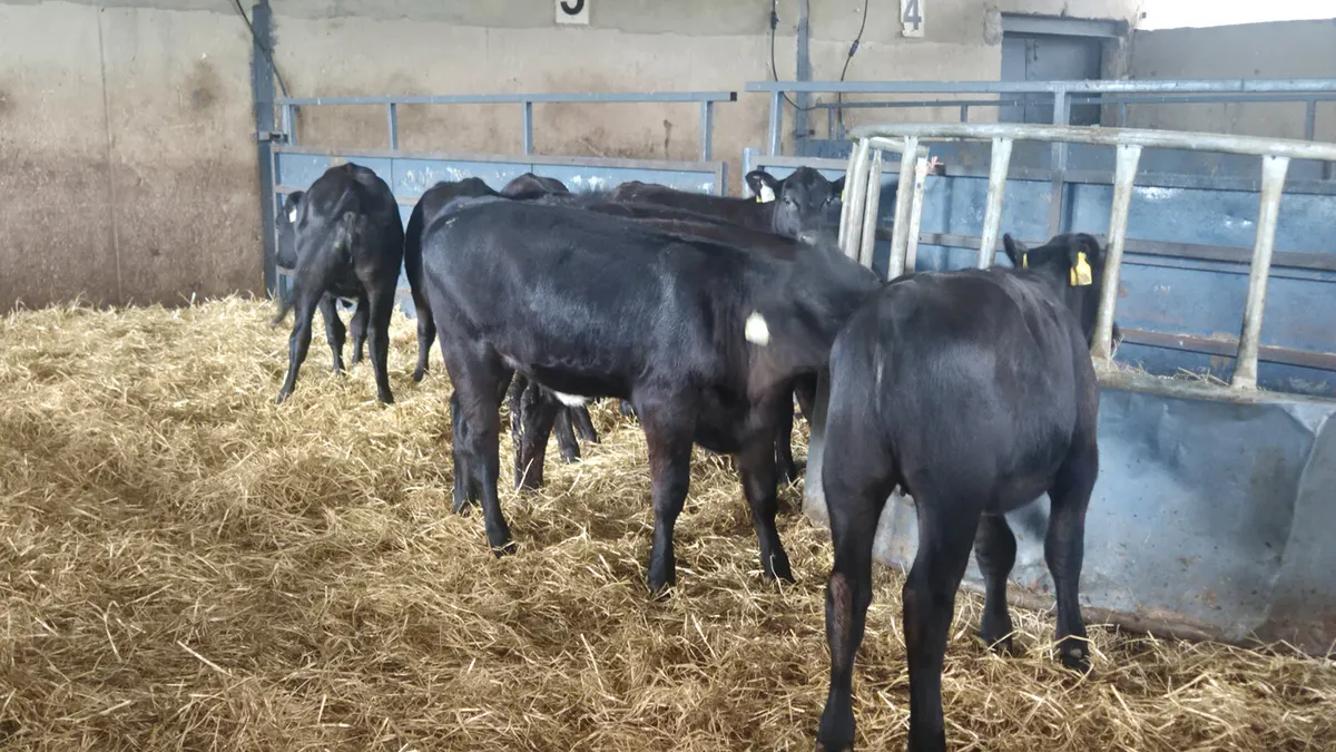 8 Quality Aberdeen Angus heifers for sale - Image 1