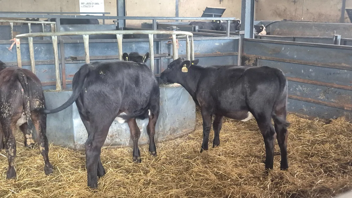 8 Quality Aberdeen Angus heifers for sale - Image 4