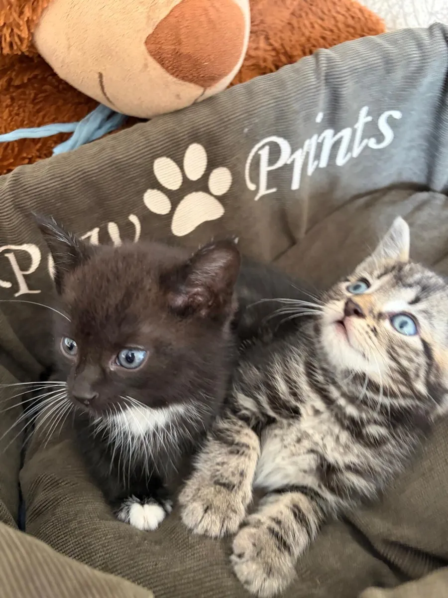 Kittens - Image 2