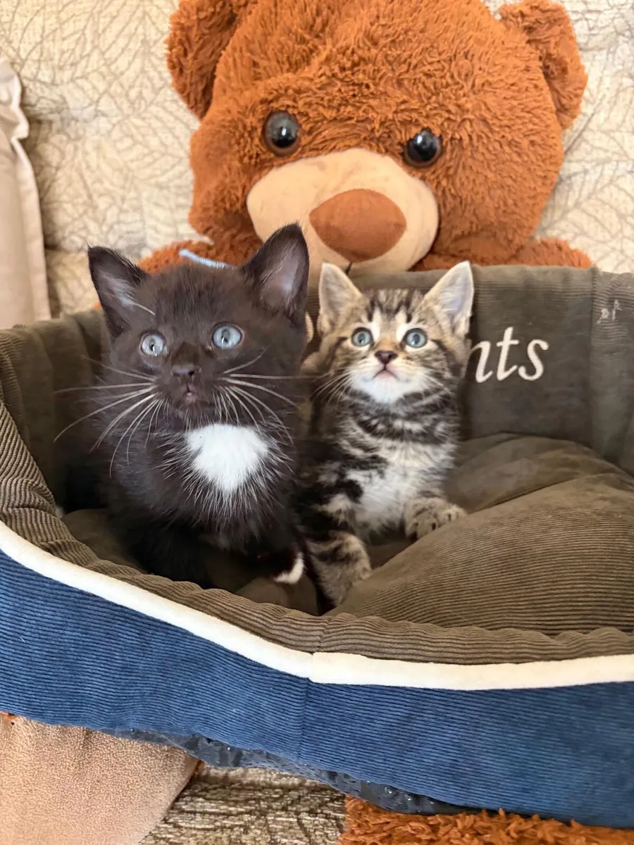 Kittens - Image 3
