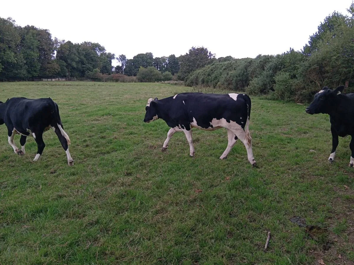 Maiden heifers - Image 2