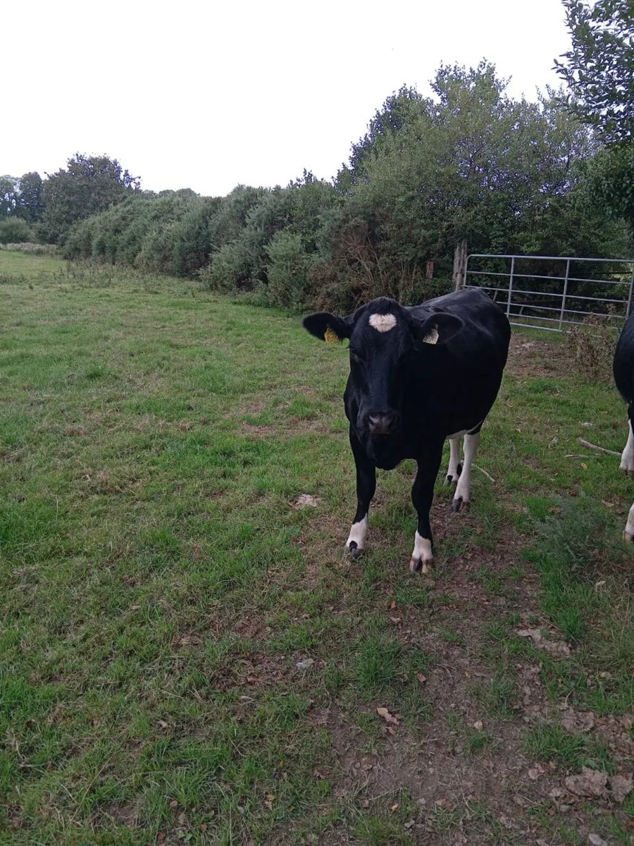Maiden heifers - Image 1