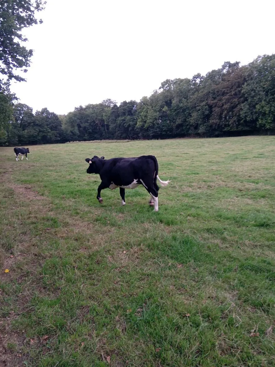 Maiden heifers - Image 3