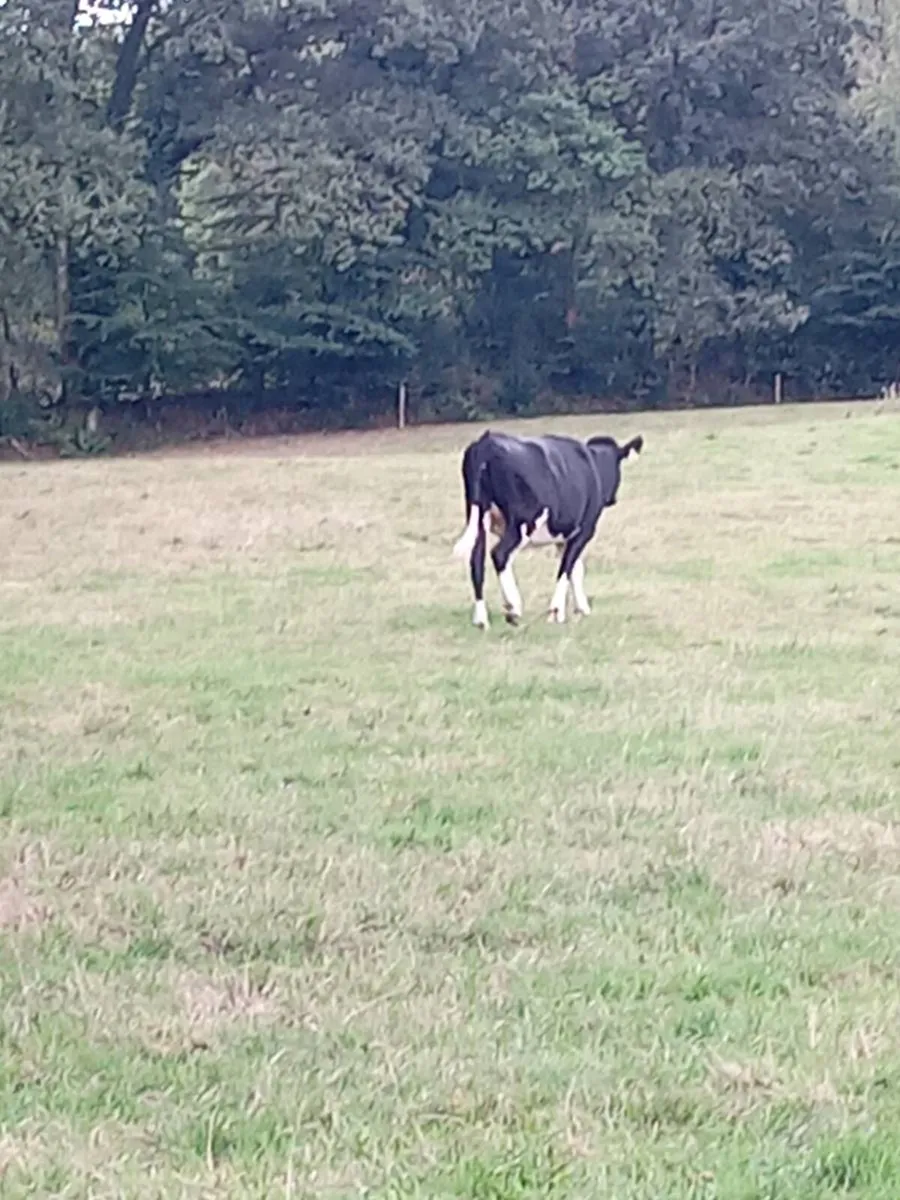 Maiden heifers - Image 4