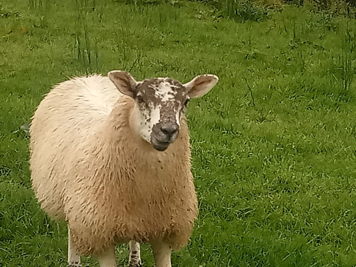 Hilltex lambs - Image 4