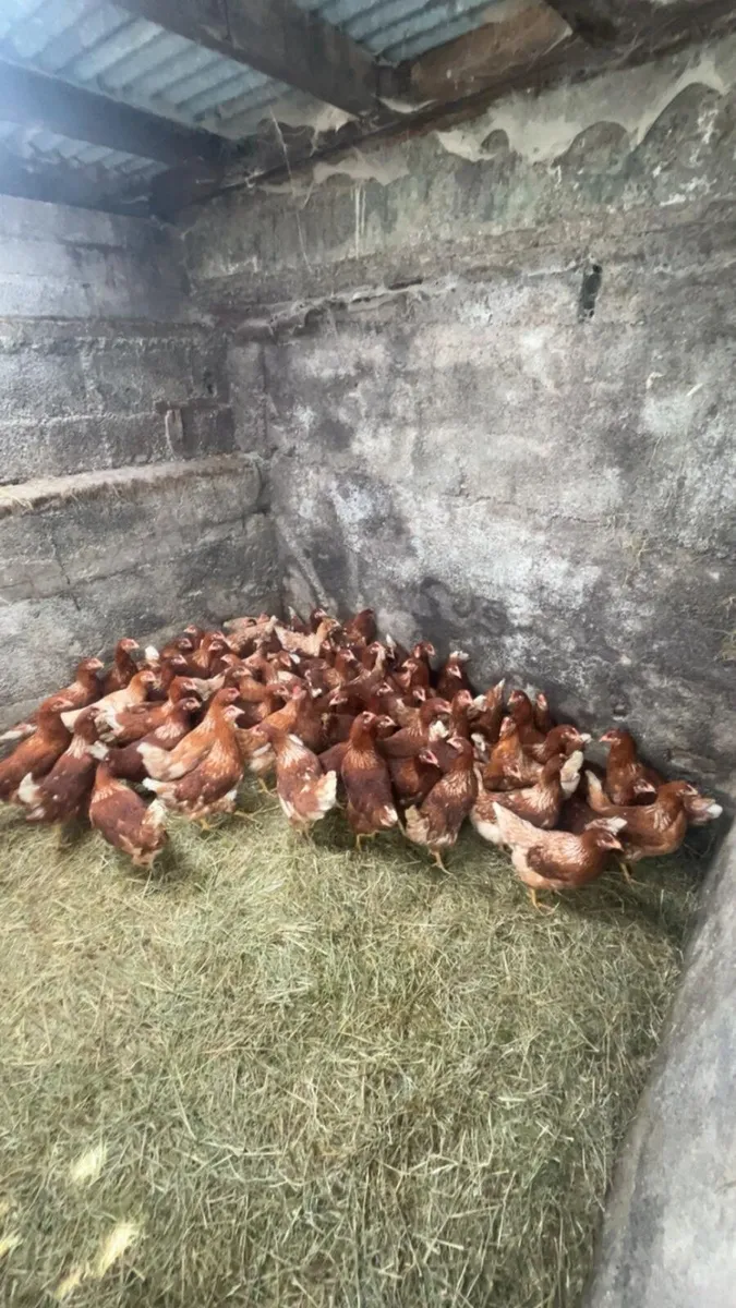 Fabulous hens for sale - Image 1