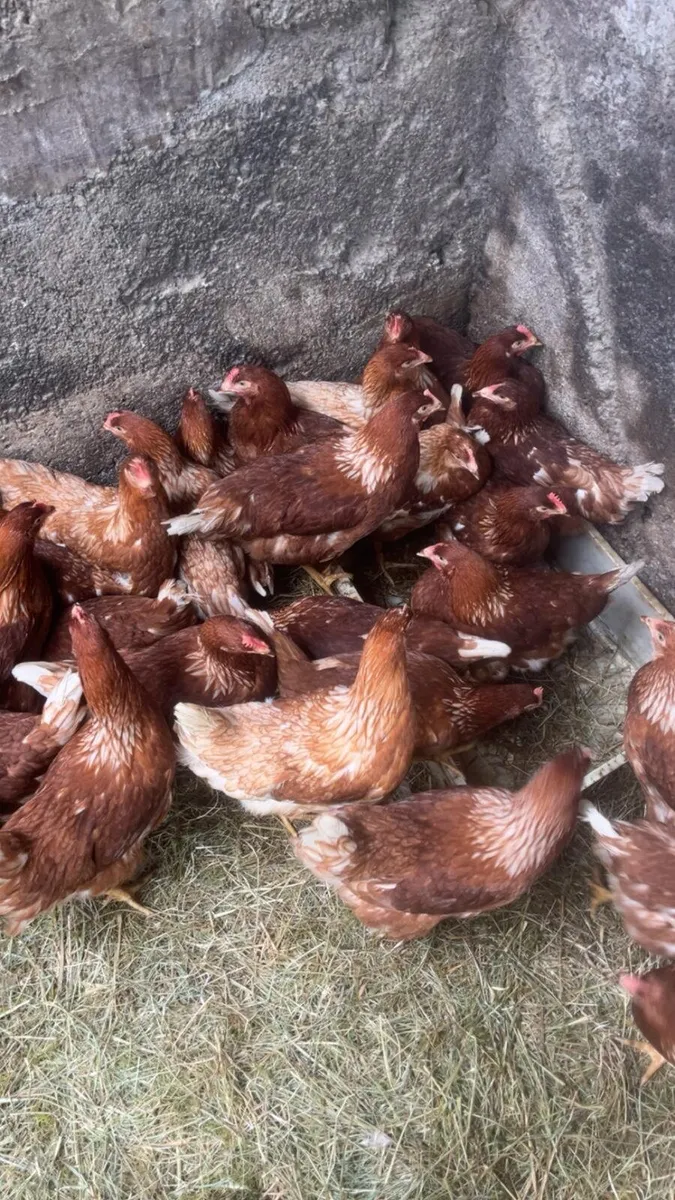Fabulous hens for sale - Image 2