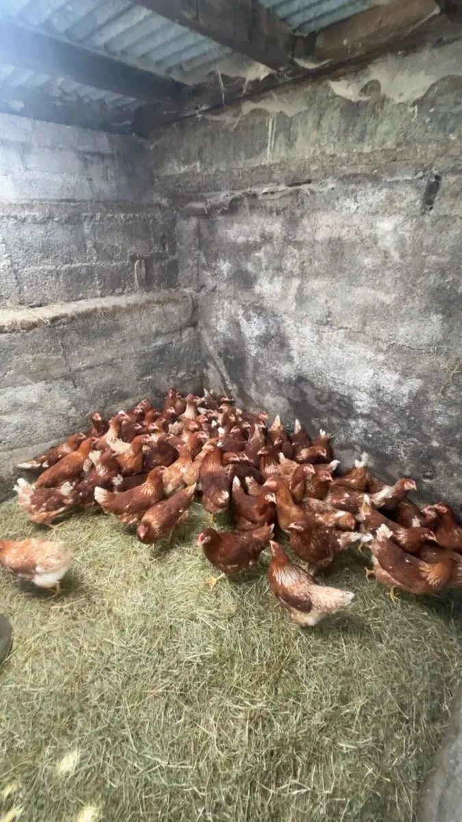 Fabulous hens for sale - Image 3