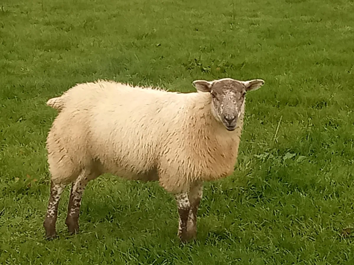 Hilltex lambs - Image 2
