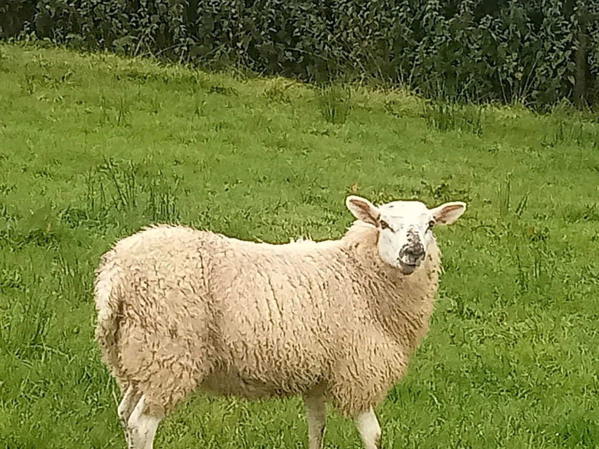 Hilltex lambs - Image 3