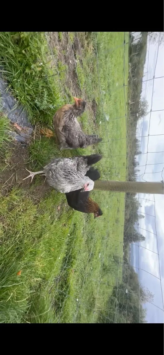 Ducks,hens,quail - Image 3