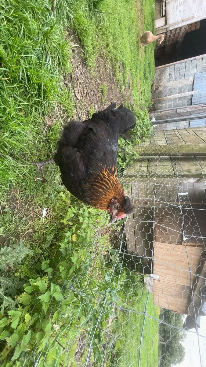 Ducks,hens,quail - Image 4