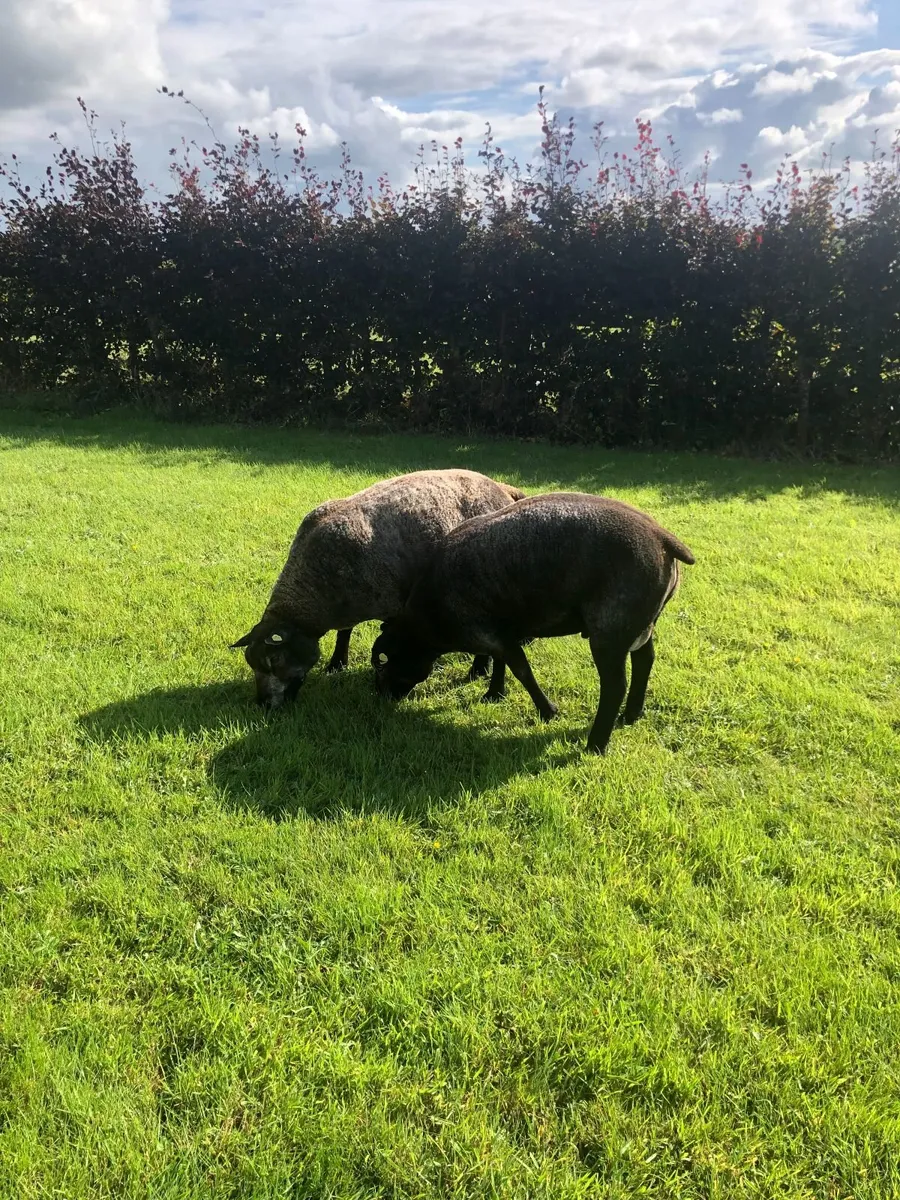 Certified Organic SIS Approved Pedigree Blue Texel - Image 1