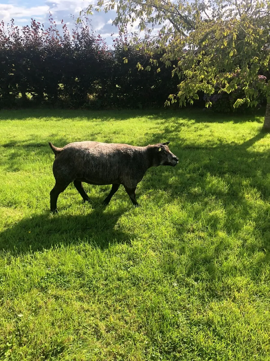 Certified Organic SIS Approved Pedigree Blue Texel - Image 2