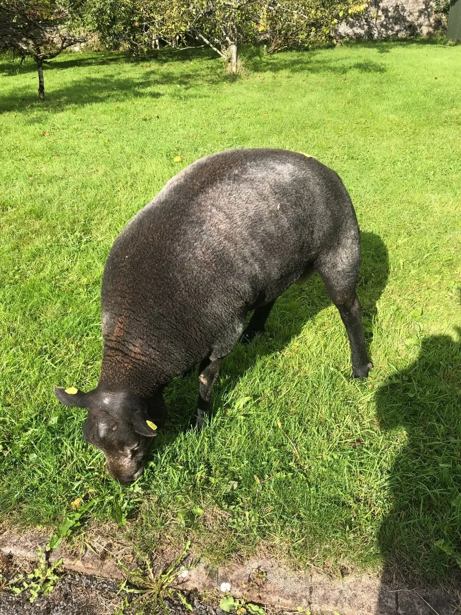Certified Organic SIS Approved Pedigree Blue Texel - Image 3
