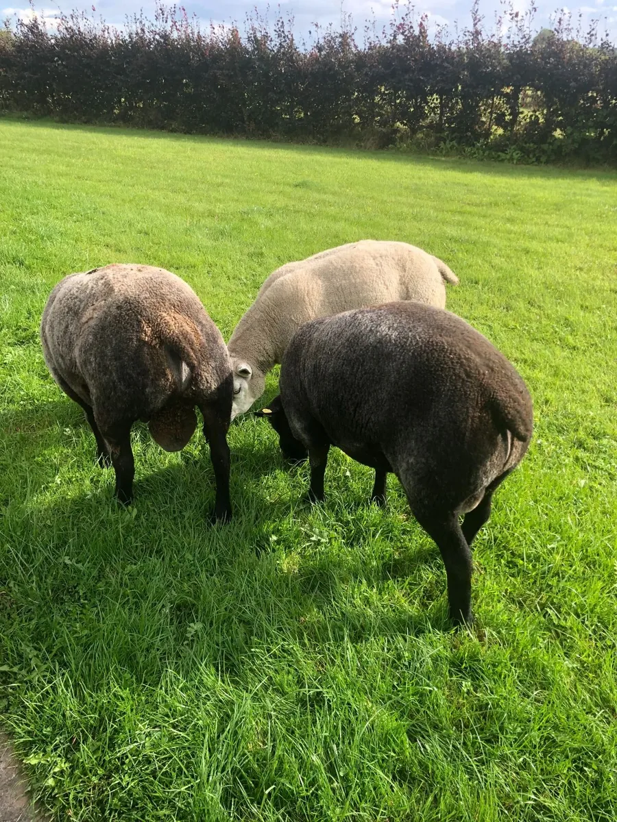 Certified Organic SIS Approved Pedigree Blue Texel - Image 4