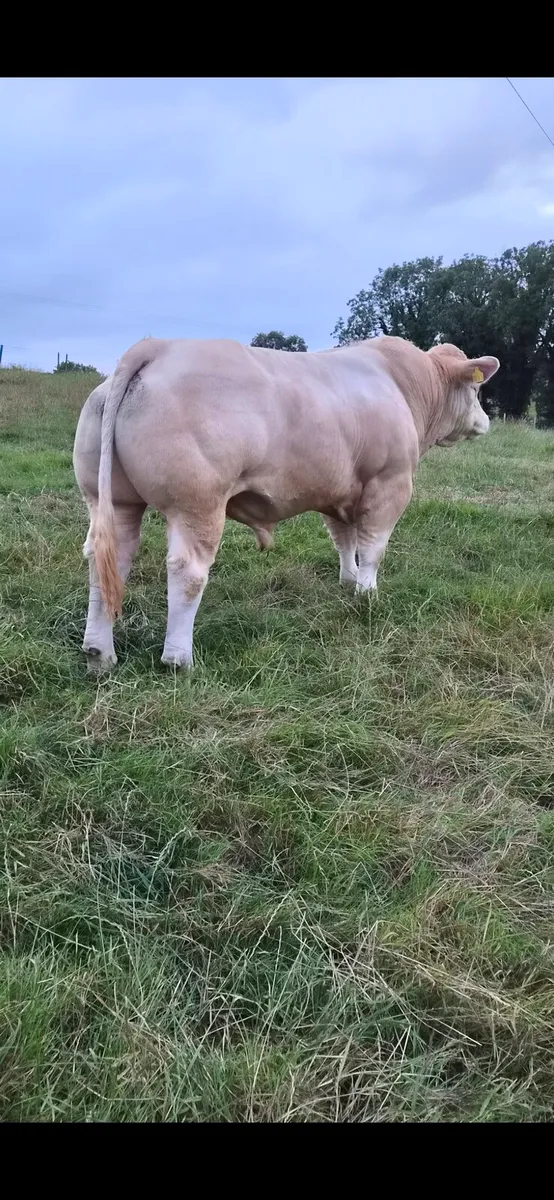 2 x PBR Charolais bulls - Image 2