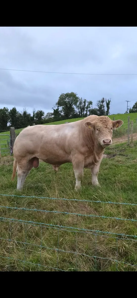 2 x PBR Charolais bulls - Image 3