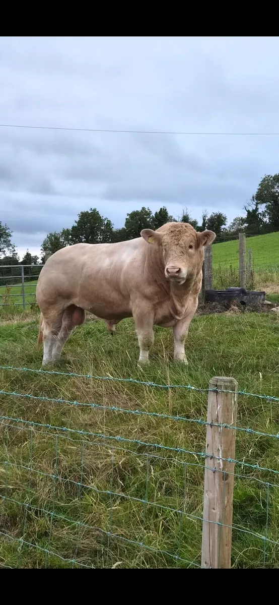2 x PBR Charolais bulls - Image 1