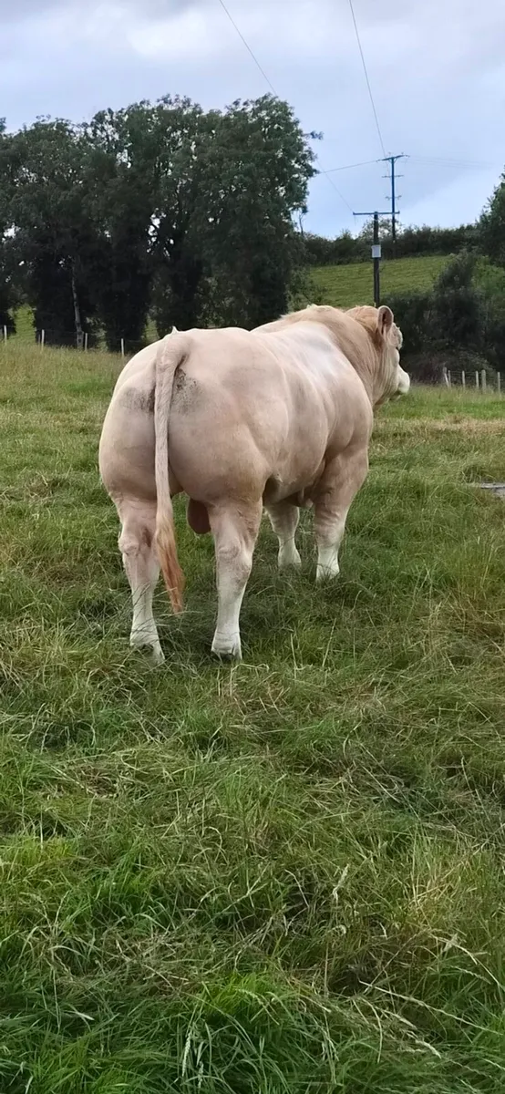 2 x PBR Charolais bulls - Image 4
