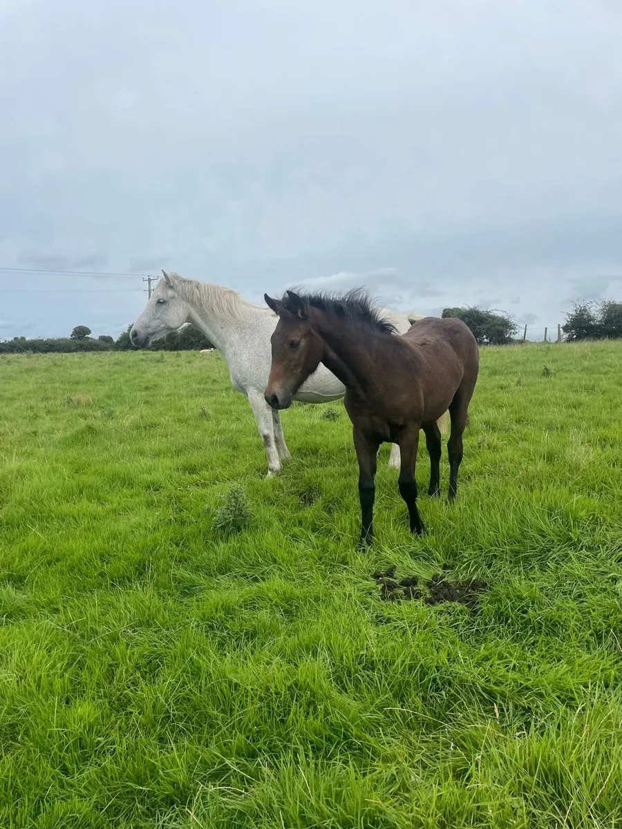 Connemara filly foal - Image 2