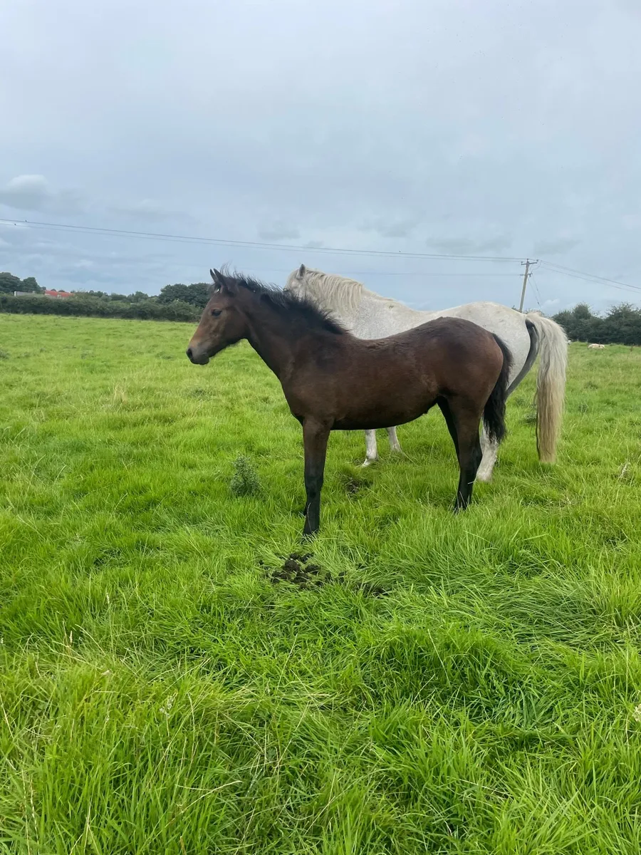 Connemara filly foal - Image 3