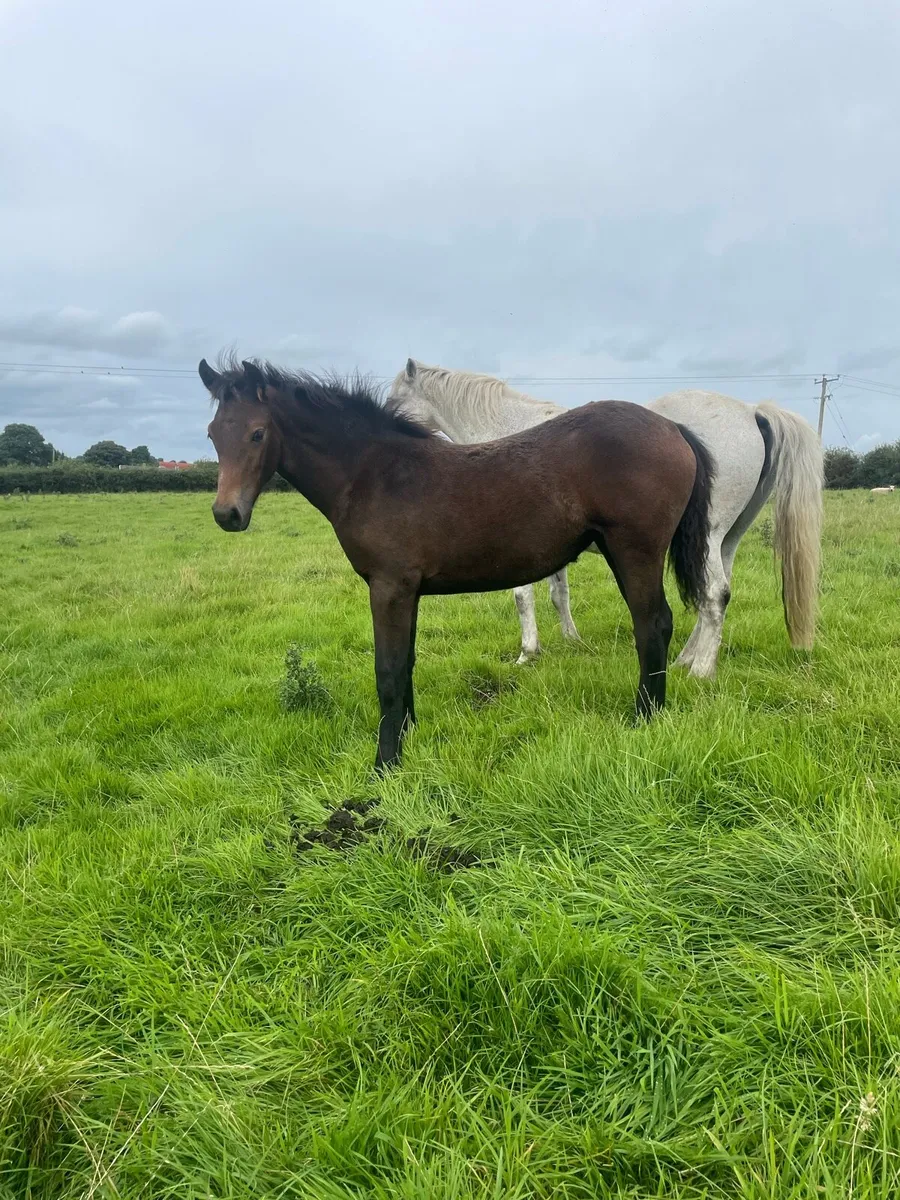Connemara filly foal - Image 1