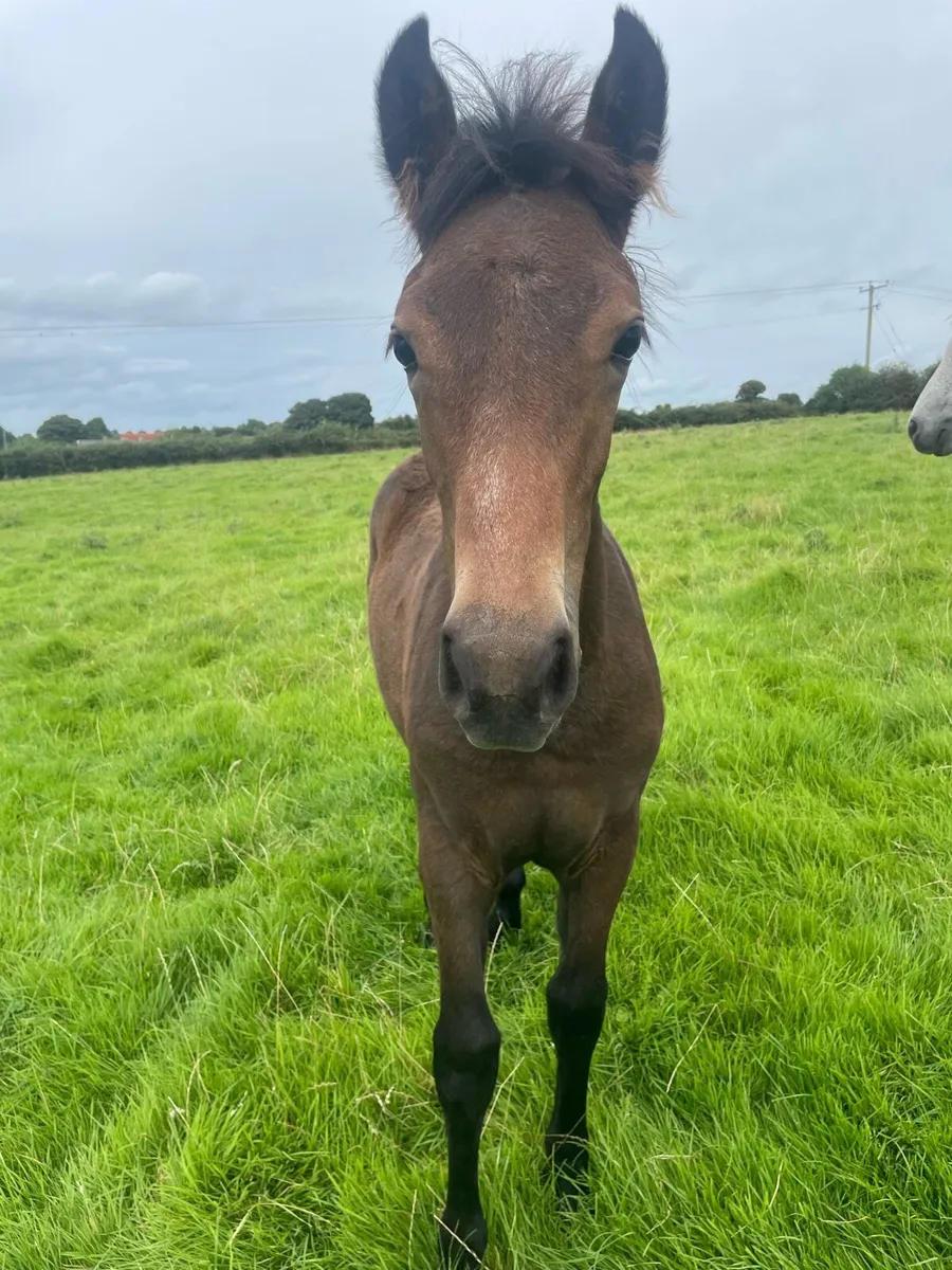 Connemara filly foal - Image 4