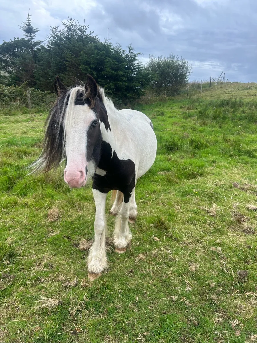 Ponys - Image 2