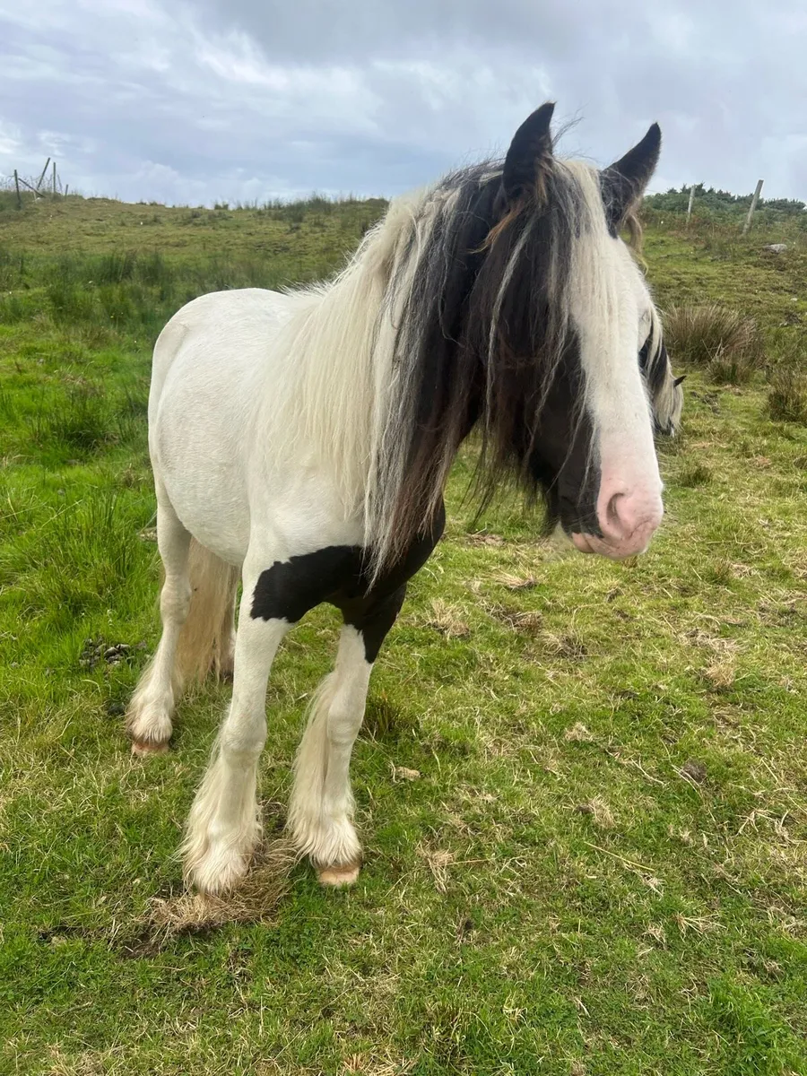 Ponys - Image 3