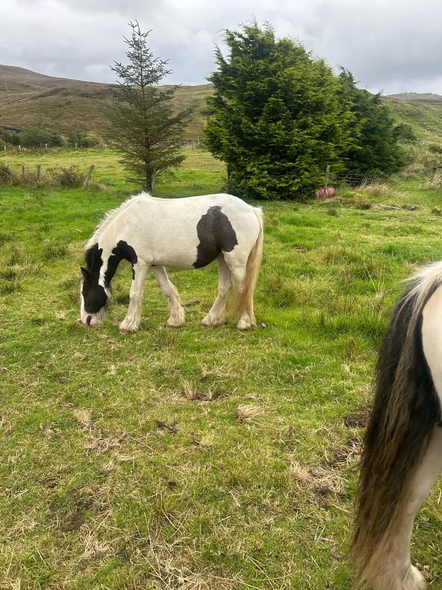 Ponys - Image 1