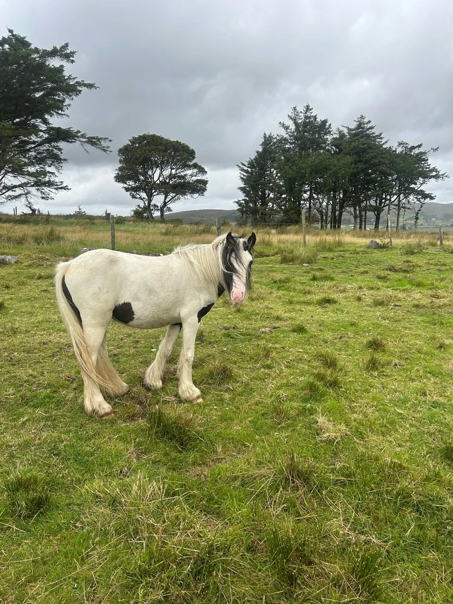 Ponys - Image 4