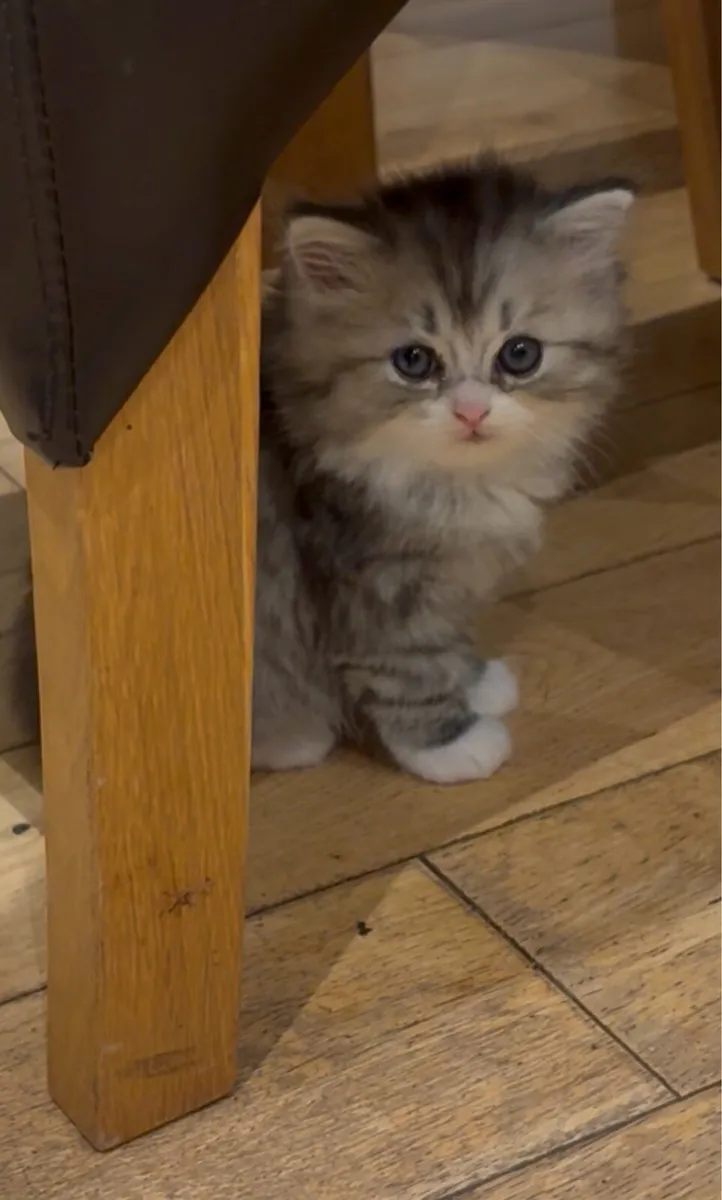 Persian-Ragdoll kitten - Image 3