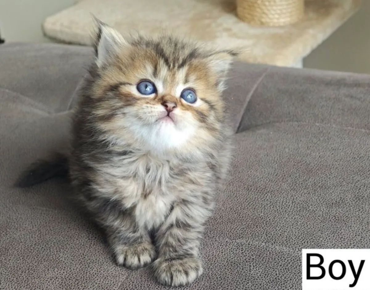 Persian-Ragdoll kitten - Image 2