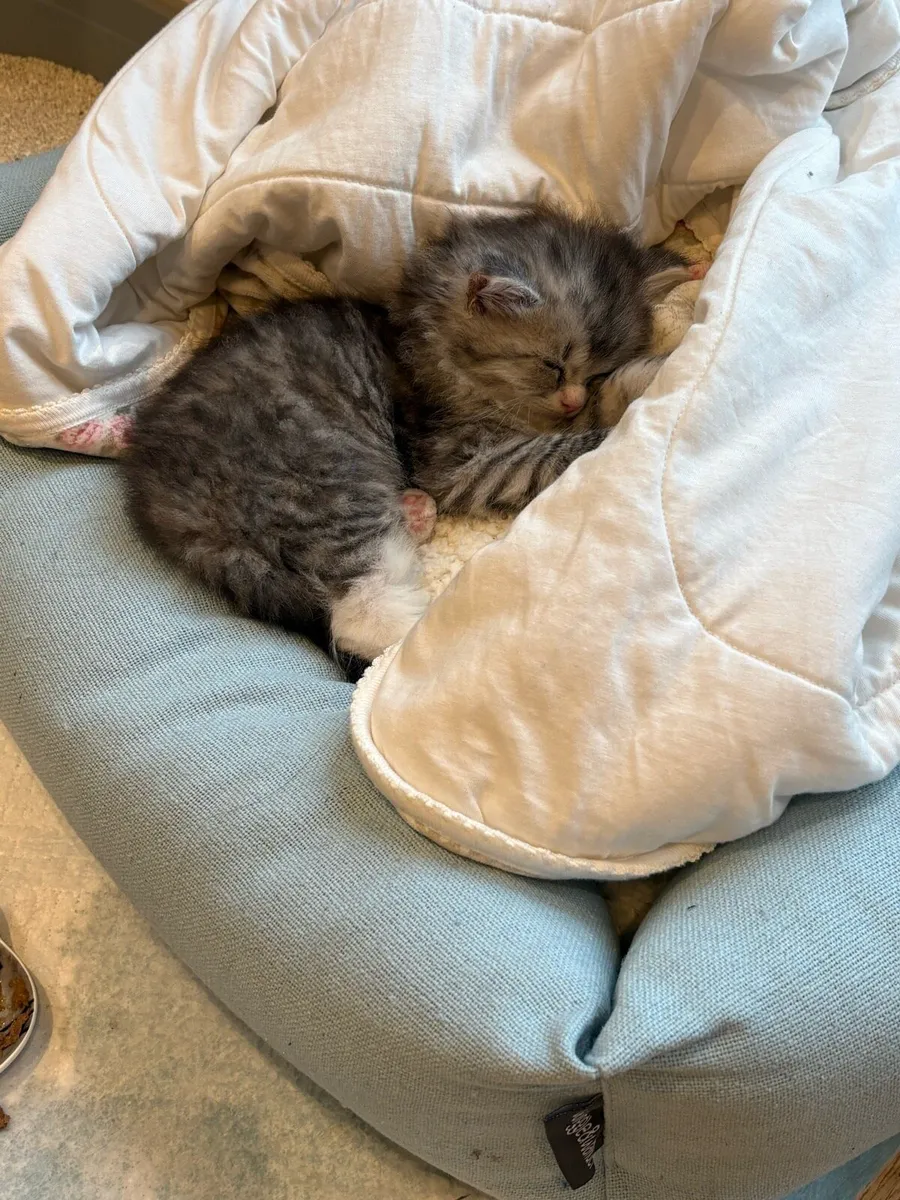 Persian-Ragdoll kitten - Image 4