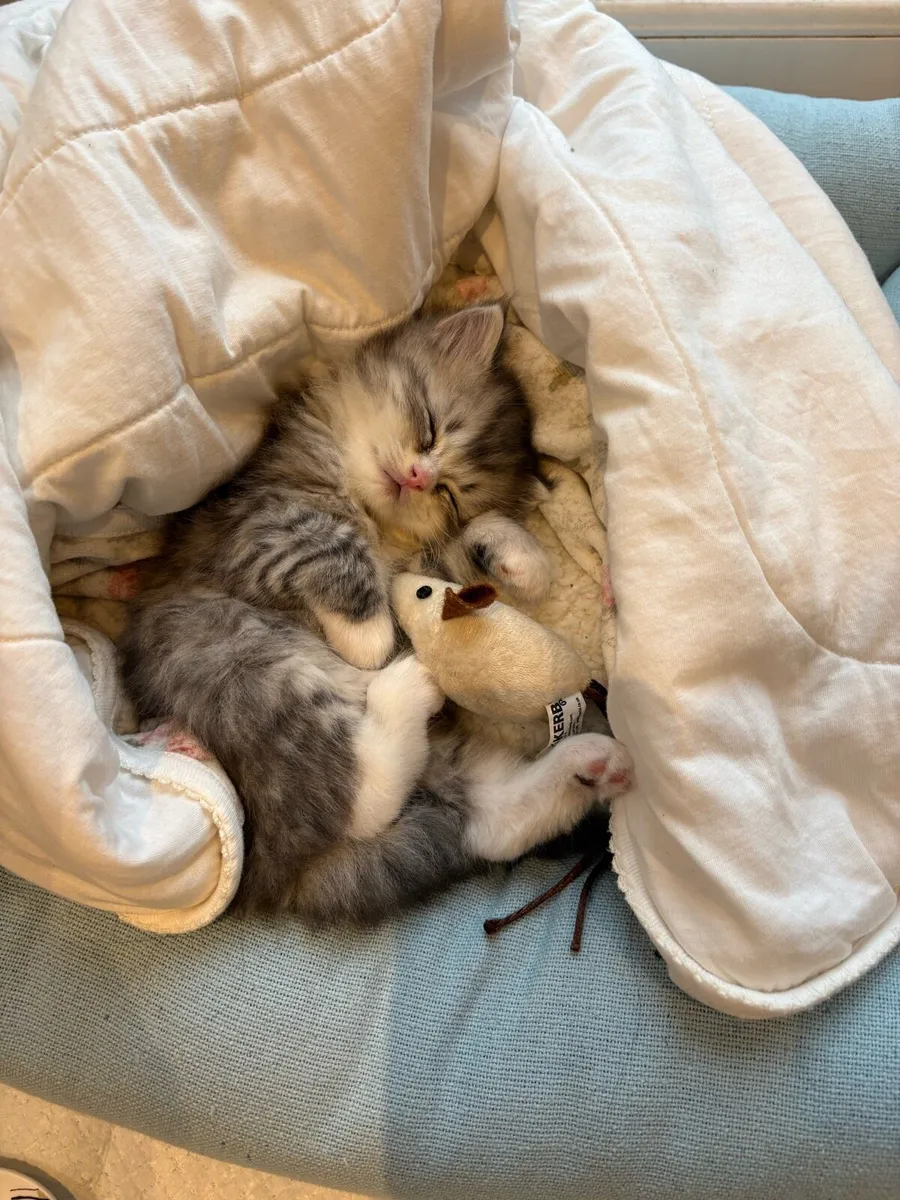 Persian-Ragdoll kitten - Image 1