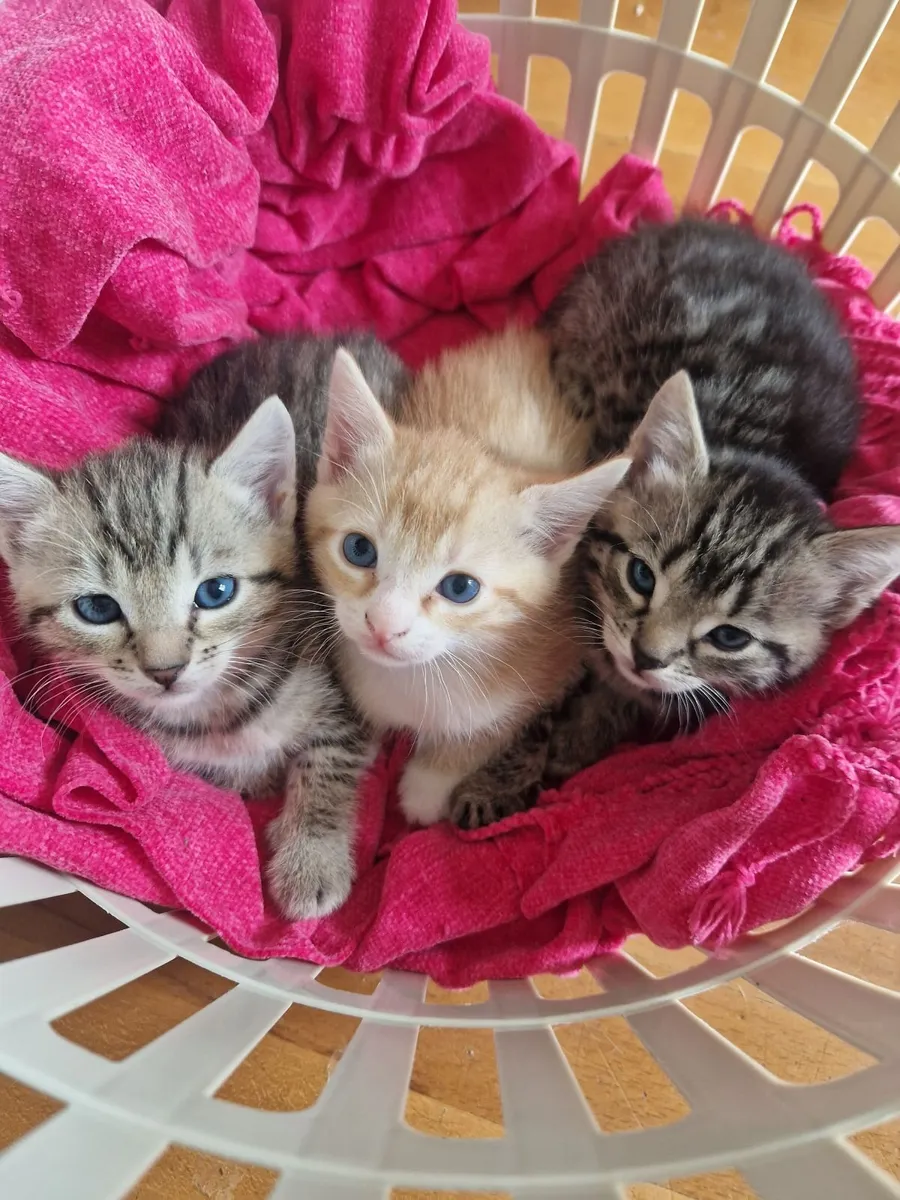 Kittens - Image 1