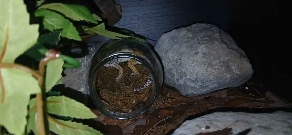 Leopard Gecko - Image 4