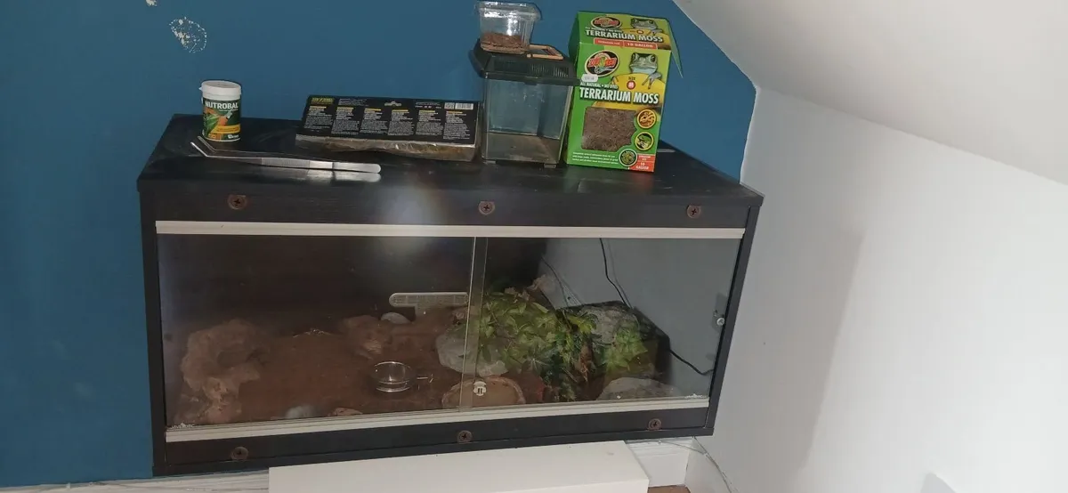 Leopard Gecko - Image 1