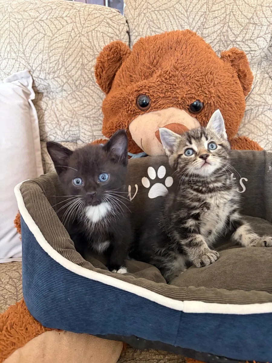 Kittens - Image 1