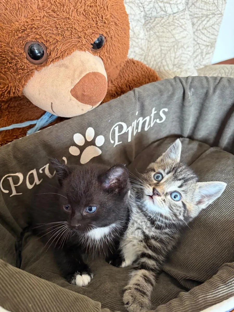 Kittens - Image 2