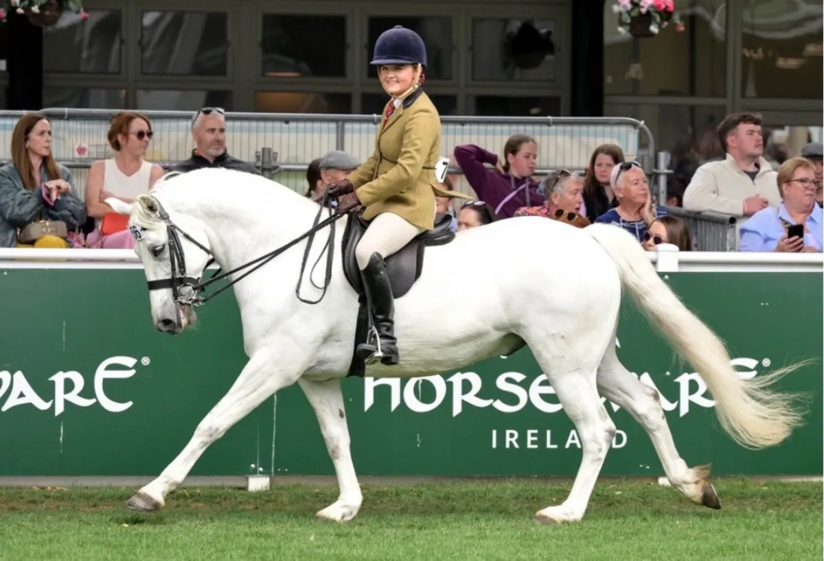 Top Class Competition Pony - Image 1