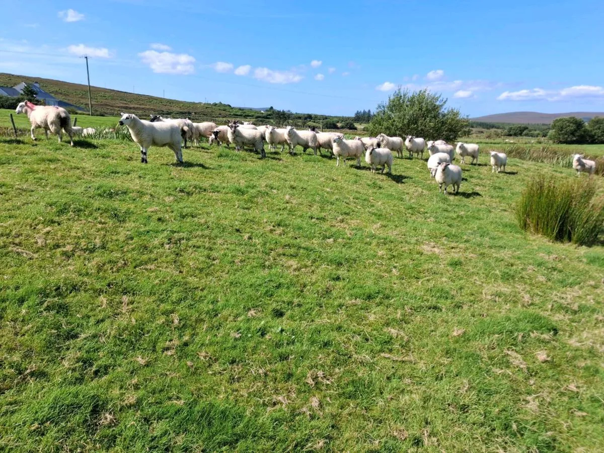 Ewe Lambs - Image 2