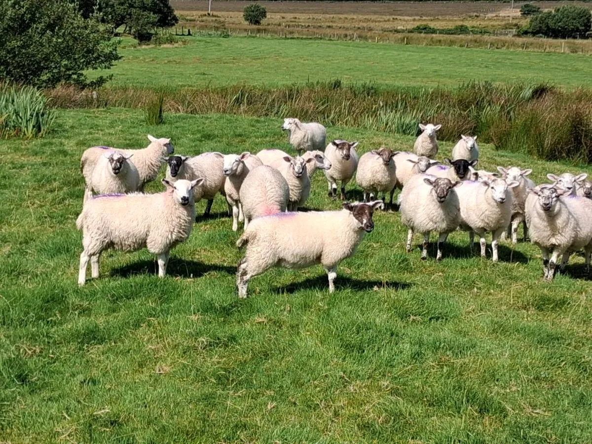 Ewe Lambs - Image 3
