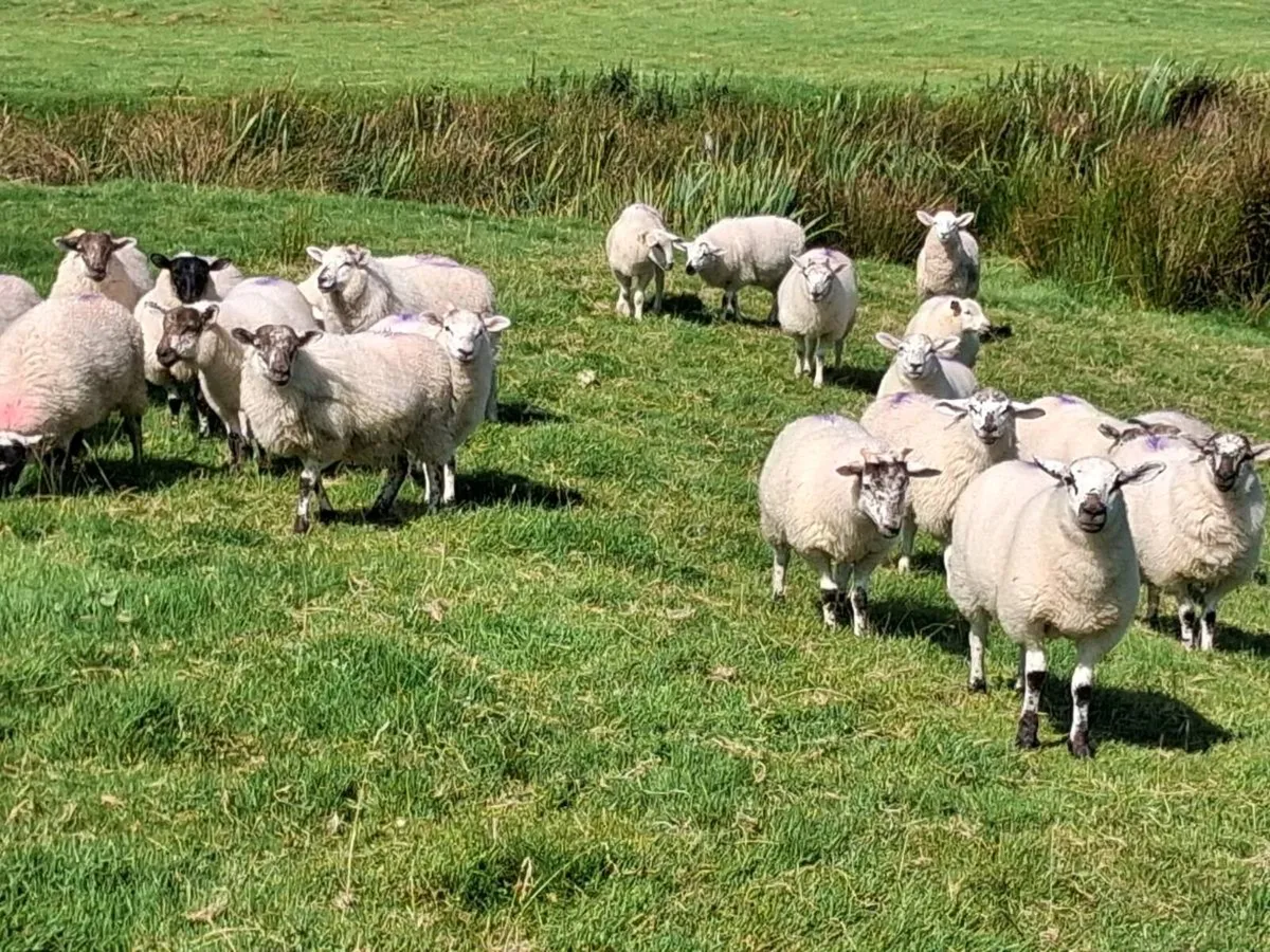 Ewe Lambs - Image 4