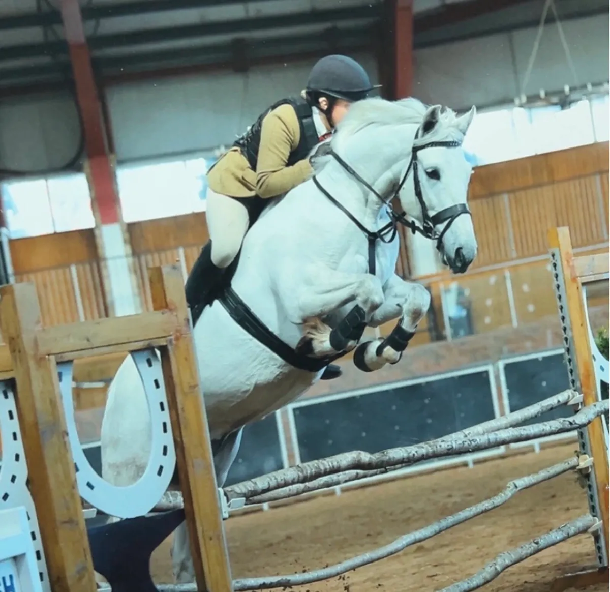 Top Class Competition Pony - Image 2