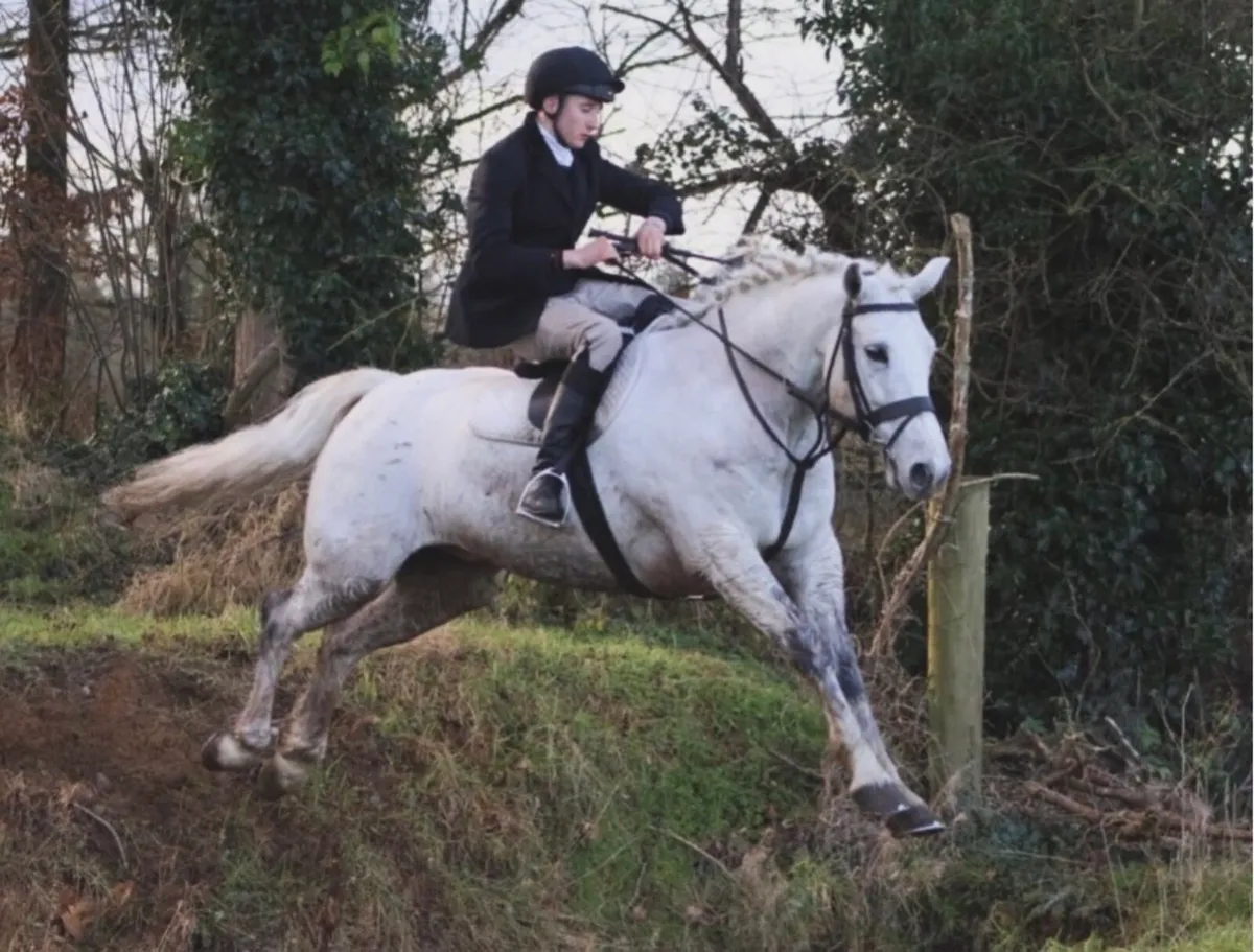 Top Class Competition Pony - Image 3