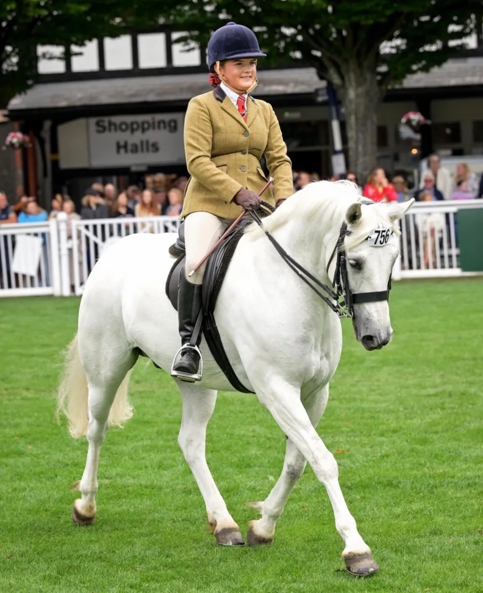 Top Class Competition Pony - Image 4